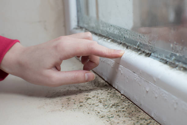 Best Basement Mold Removal  in Doolittle, TX