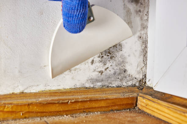 Best Industrial Mold Remediation  in Doolittle, TX